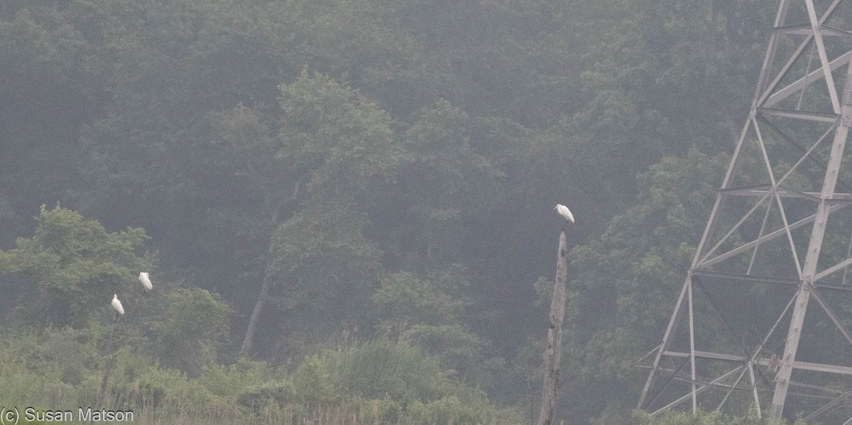 大白鷺 - ML636788707