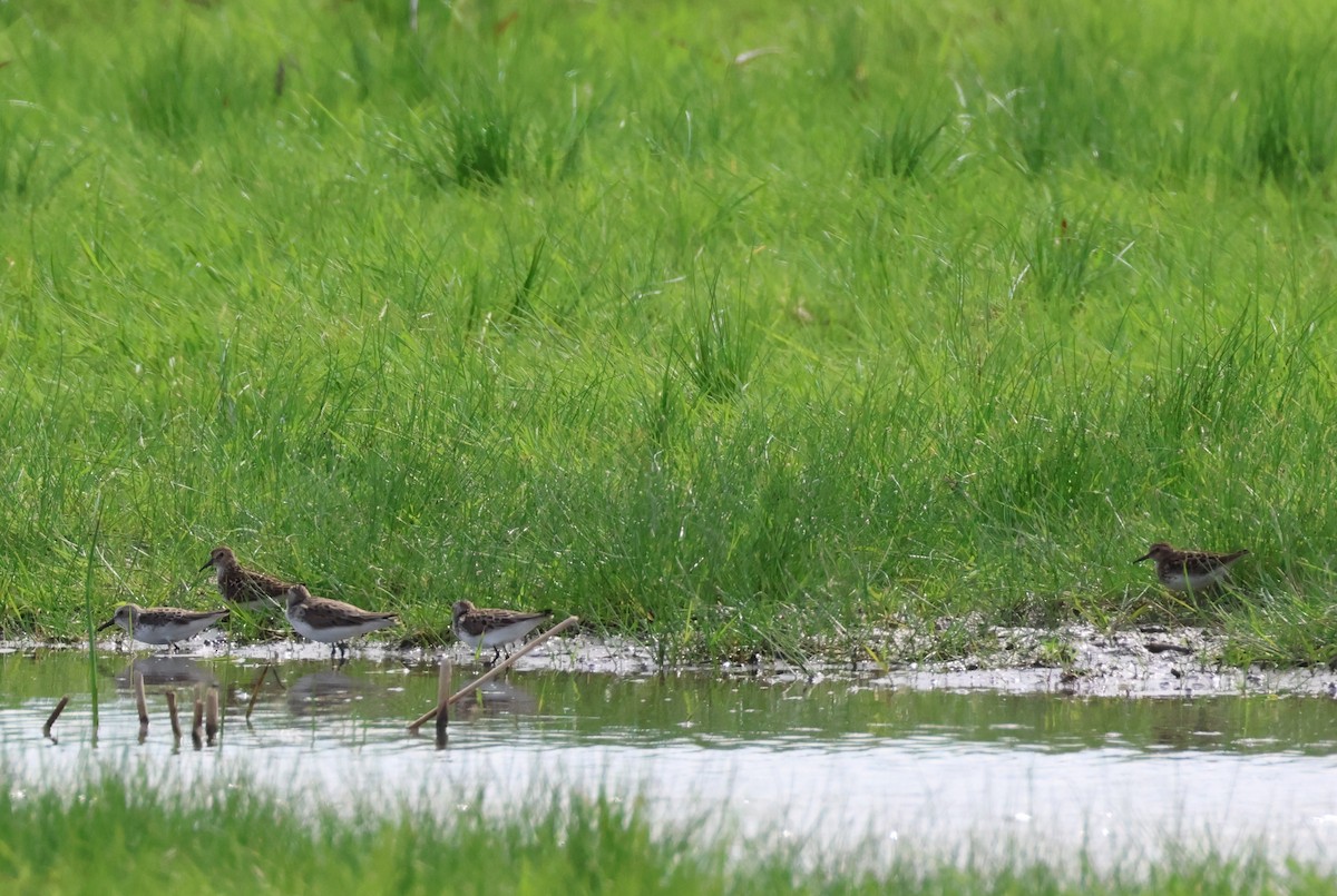 Semipalmated Sandpiper - ML636788708