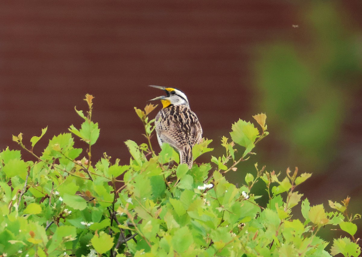 Eastern Meadowlark - ML636788726