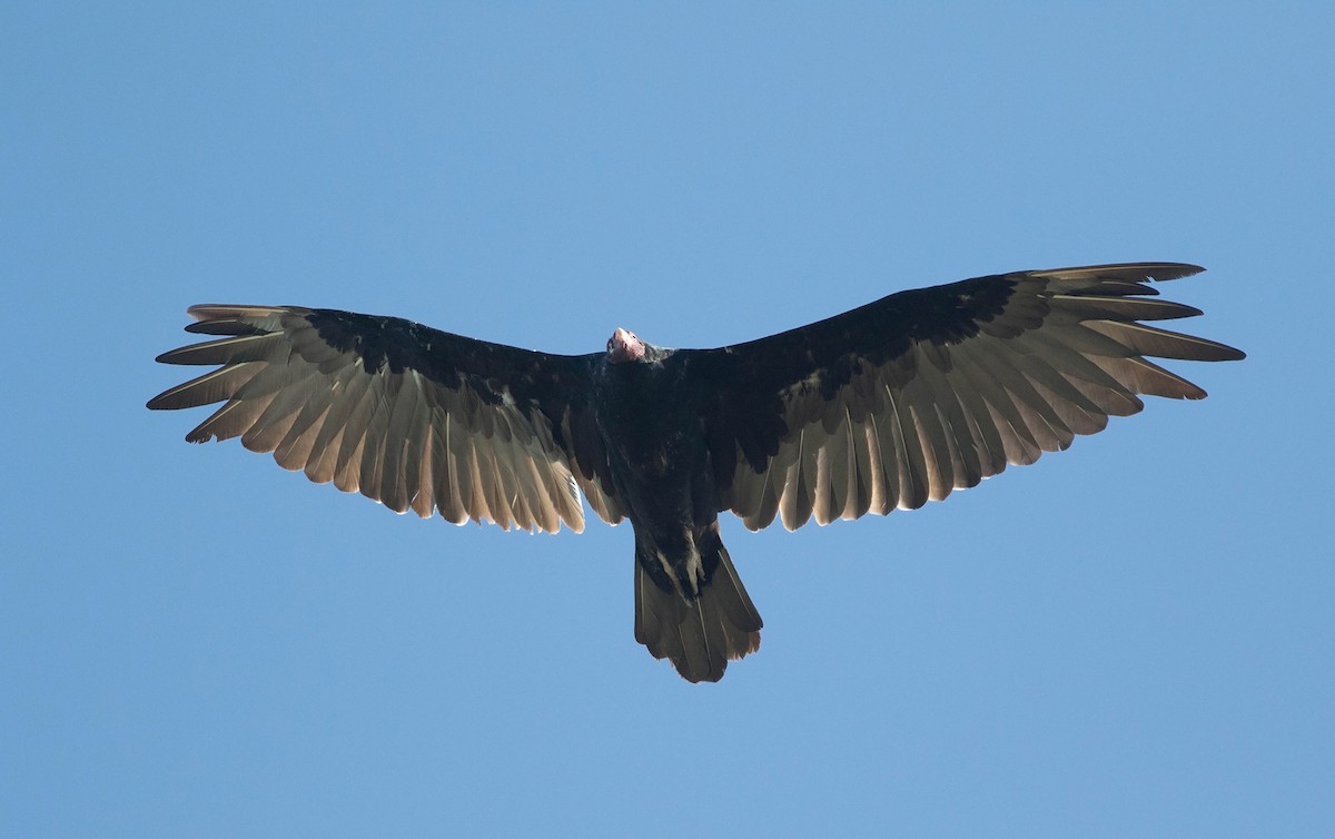 Turkey Vulture - ML63678881