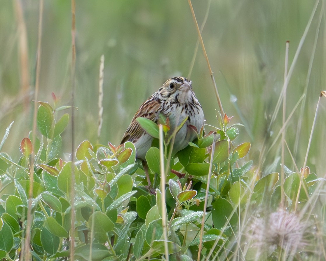 Baird's Sparrow - ML636788821