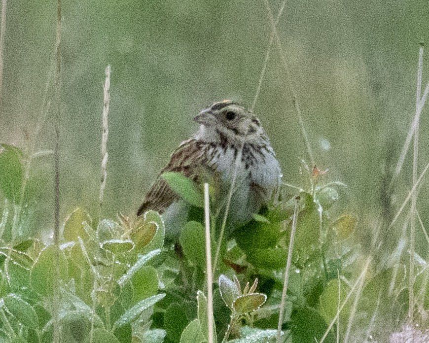 Baird's Sparrow - ML636788822