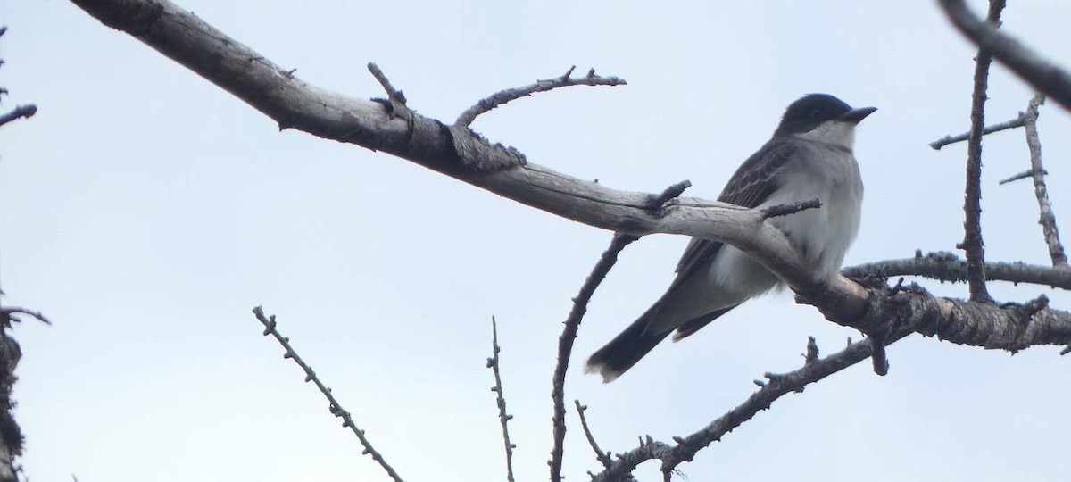 Eastern Kingbird - ML636788824
