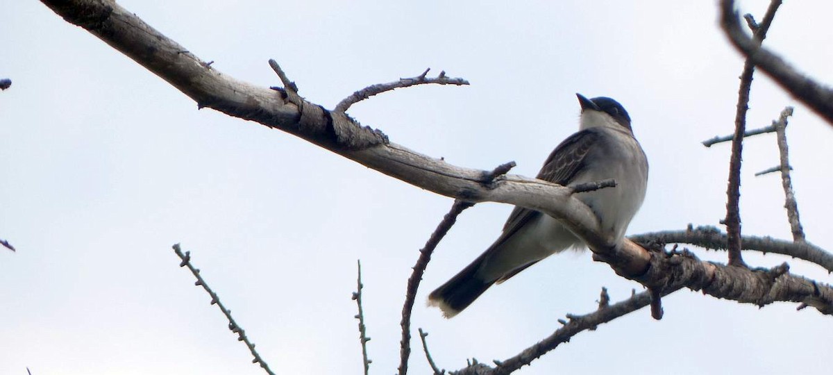Eastern Kingbird - ML636788825