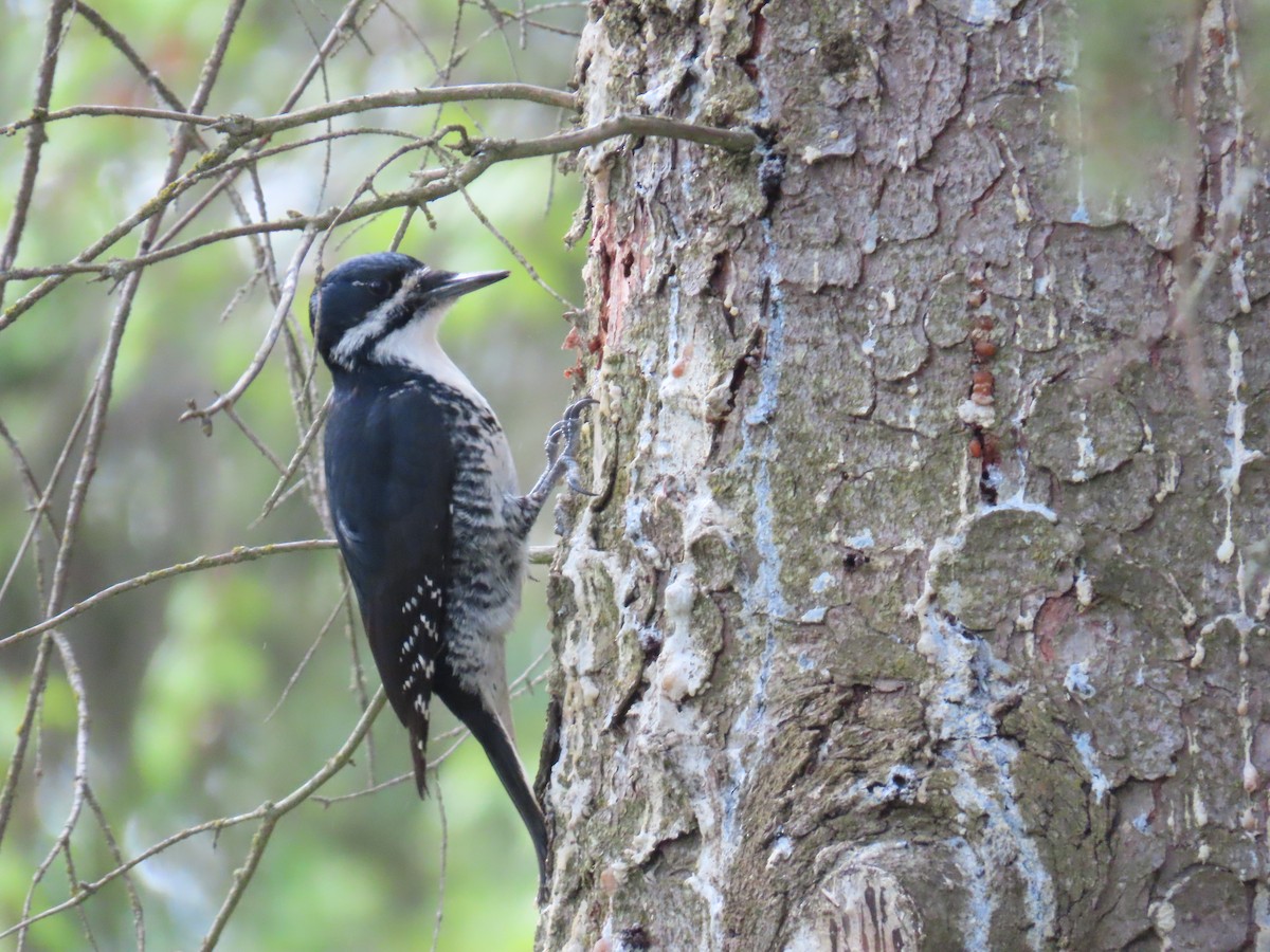Black-backed Woodpecker - ML636788869