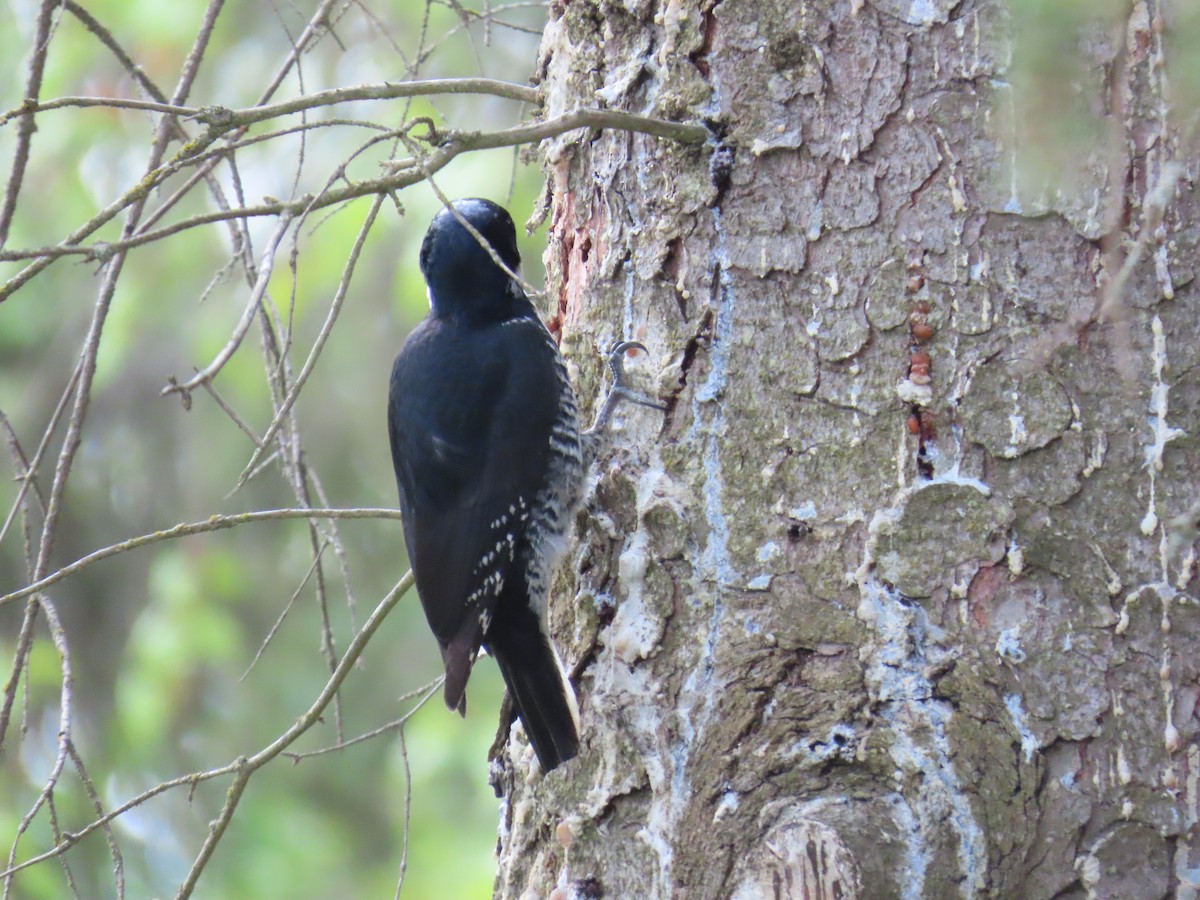 Black-backed Woodpecker - ML636788877