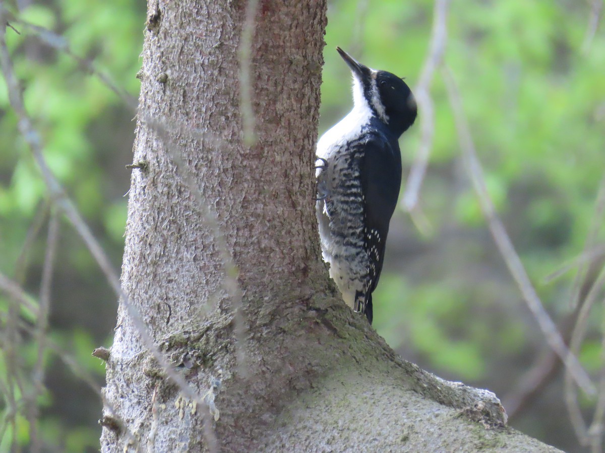 Black-backed Woodpecker - ML636788919