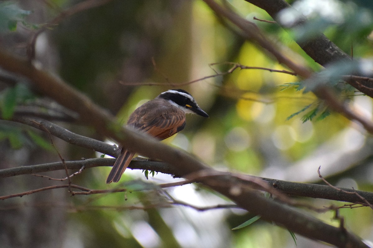Great Kiskadee - ML636788943