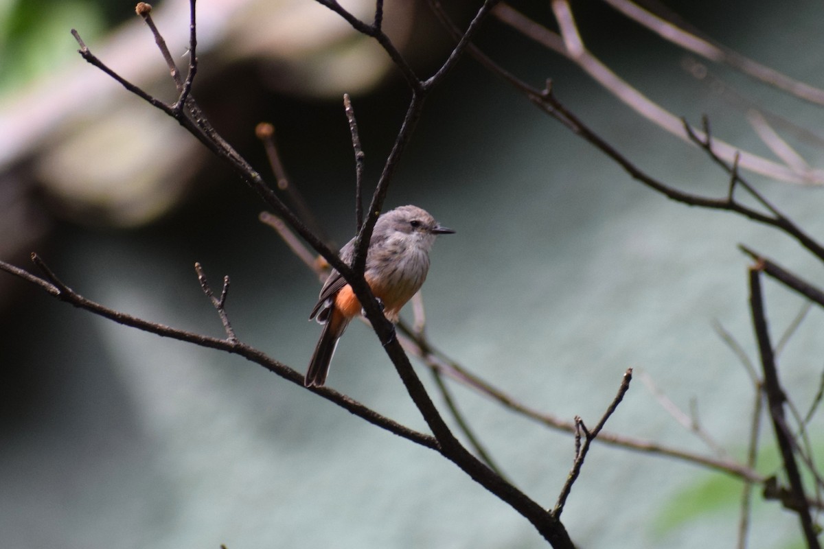 Vermilion Flycatcher - ML636788972
