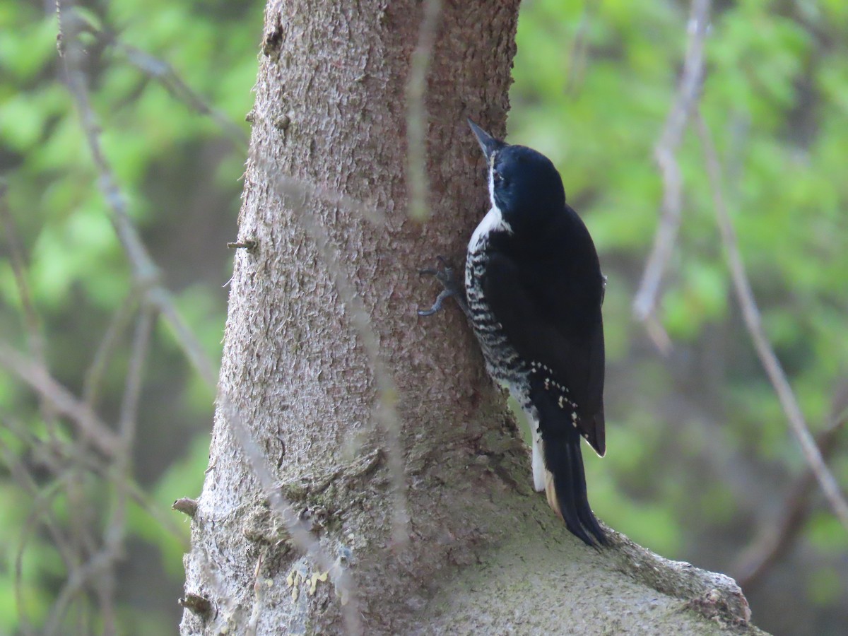 Black-backed Woodpecker - ML636788992