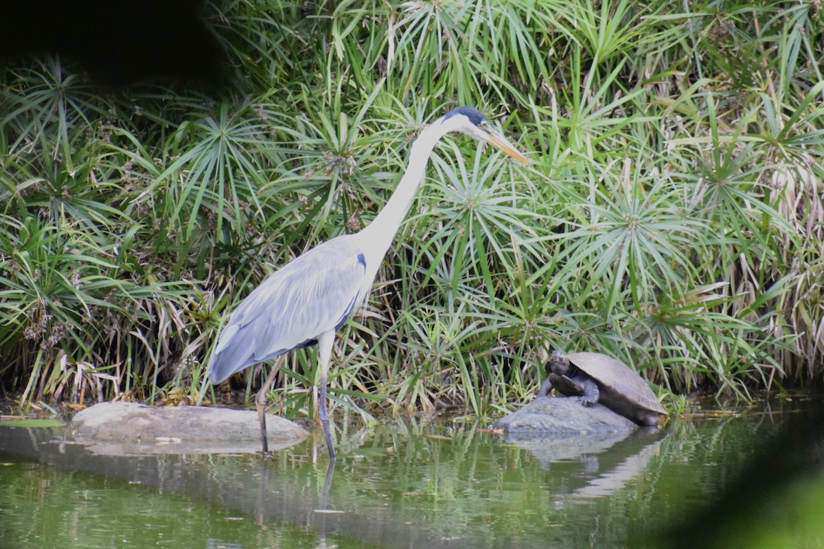 Cocoi Heron - ML636789038