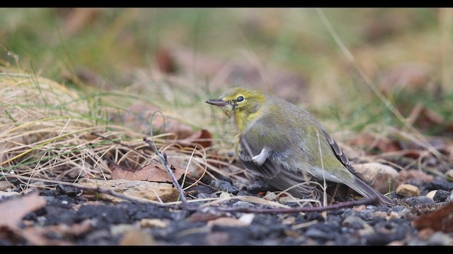 Kiefernwaldsänger - ML636789118