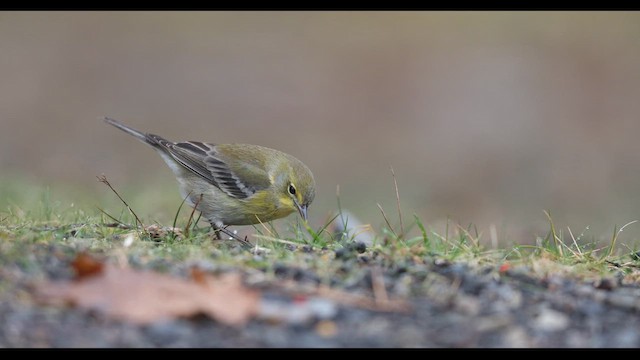 Kiefernwaldsänger - ML636789125