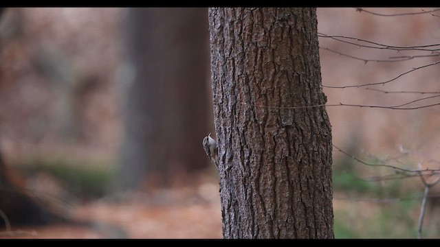 Brown Creeper - ML636789151