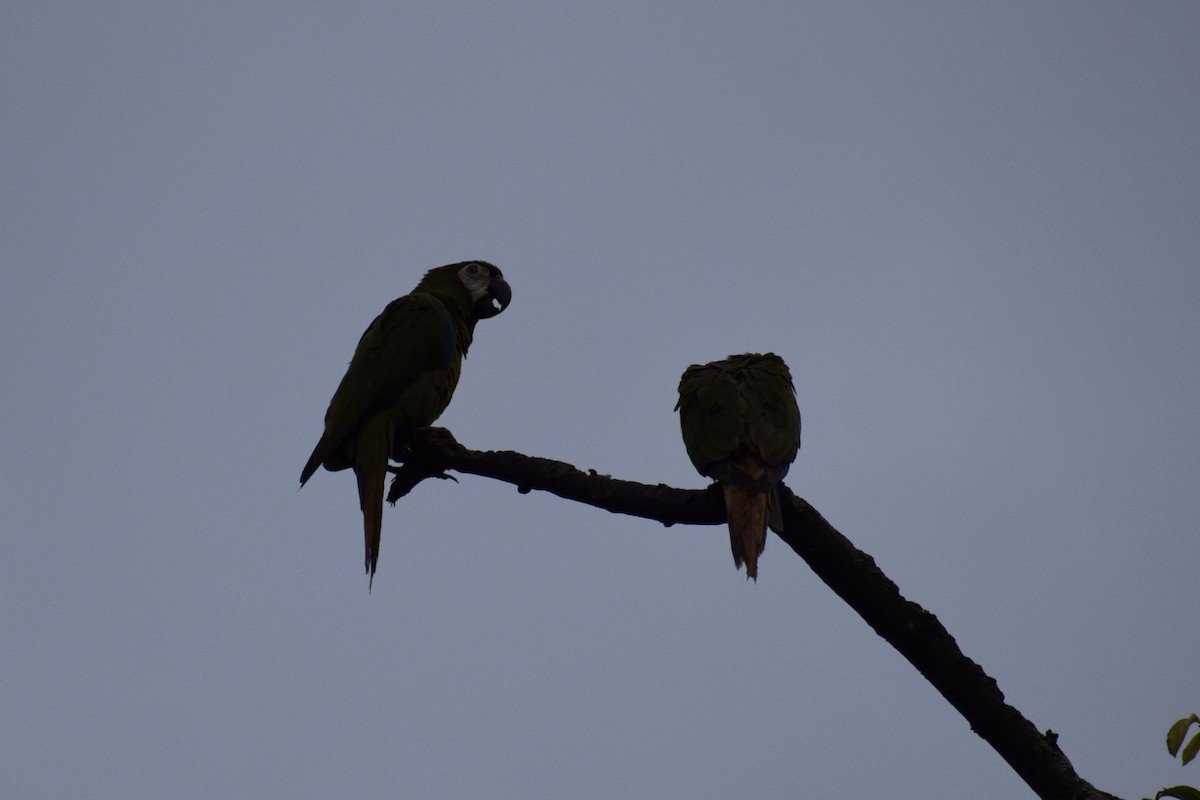 Chestnut-fronted Macaw - ML636789248