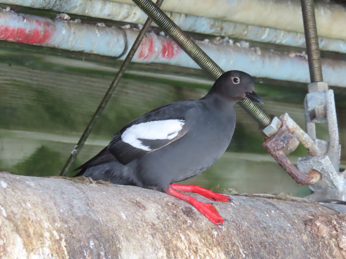 Pigeon Guillemot - ML636789302