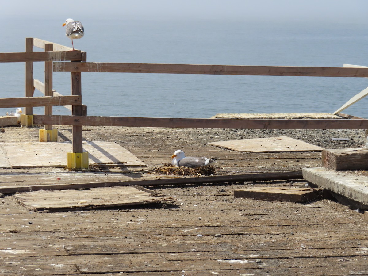 Western Gull - ML636789307