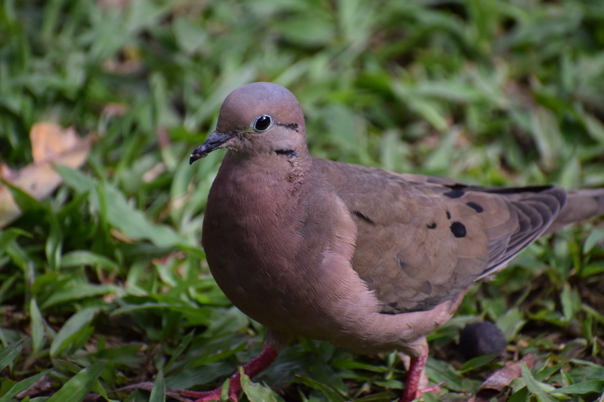 Eared Dove - ML636789328