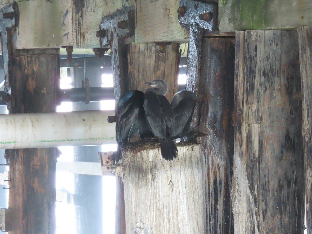 Pelagic Cormorant - ML636789330