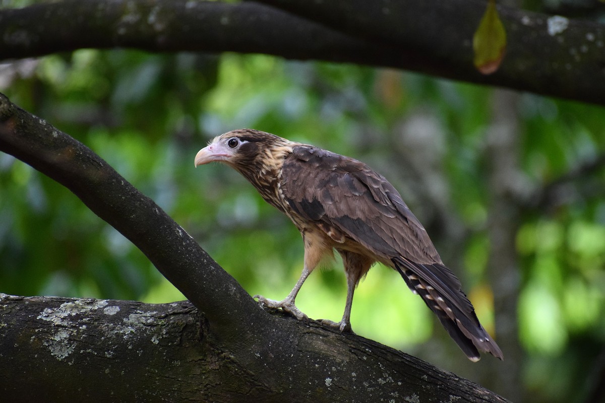 Yellow-headed Caracara - ML636789358