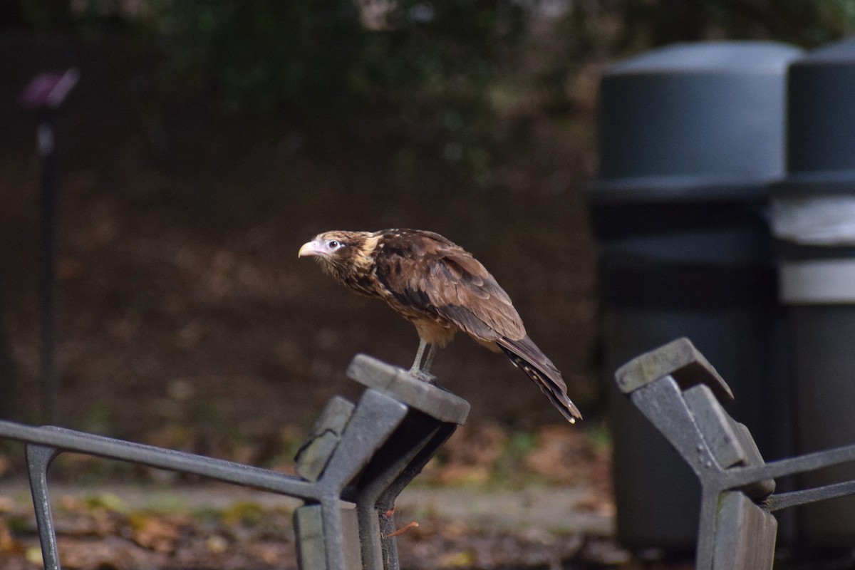 Yellow-headed Caracara - ML636789398