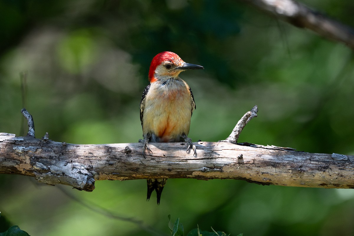 Red-bellied Woodpecker - ML636789404