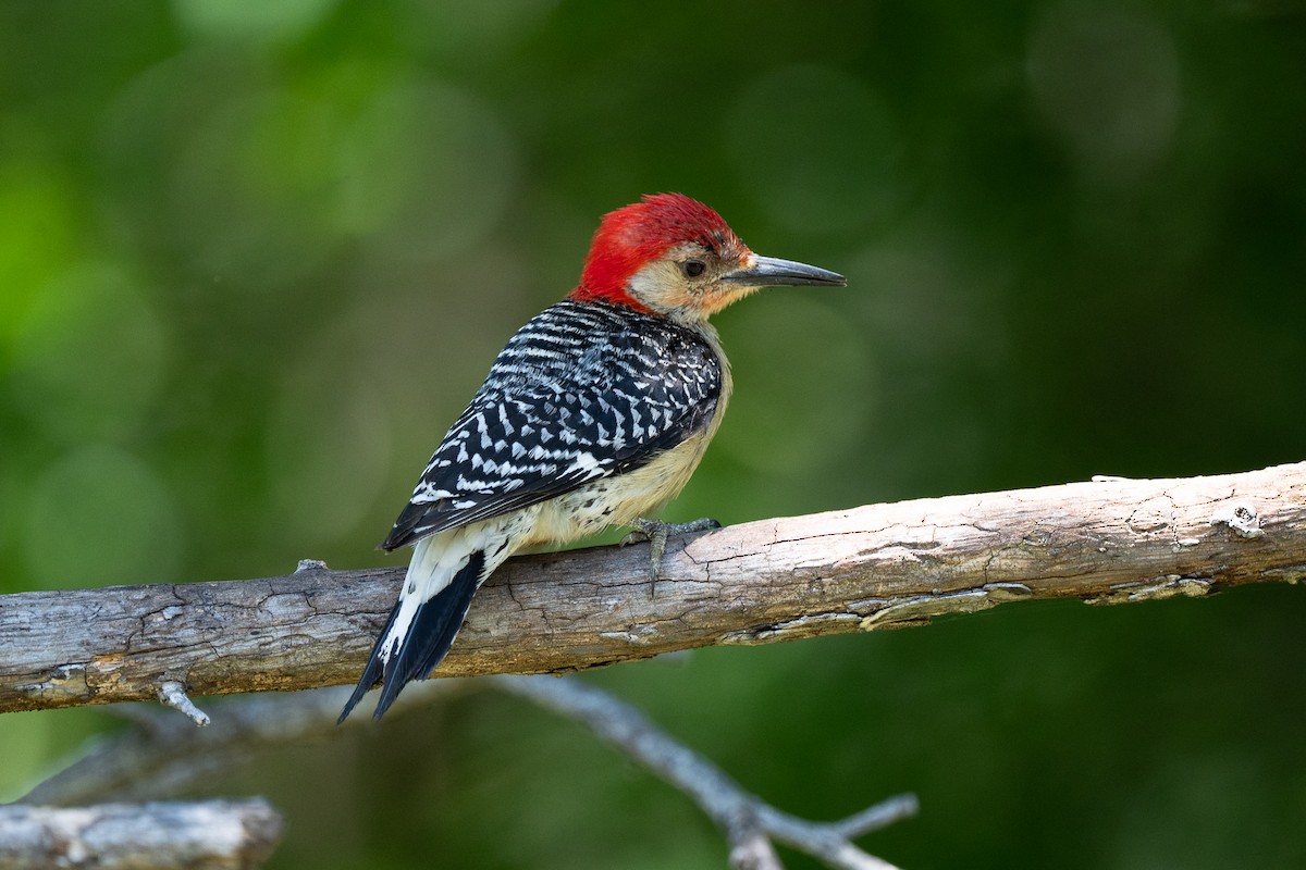 Red-bellied Woodpecker - ML636789405