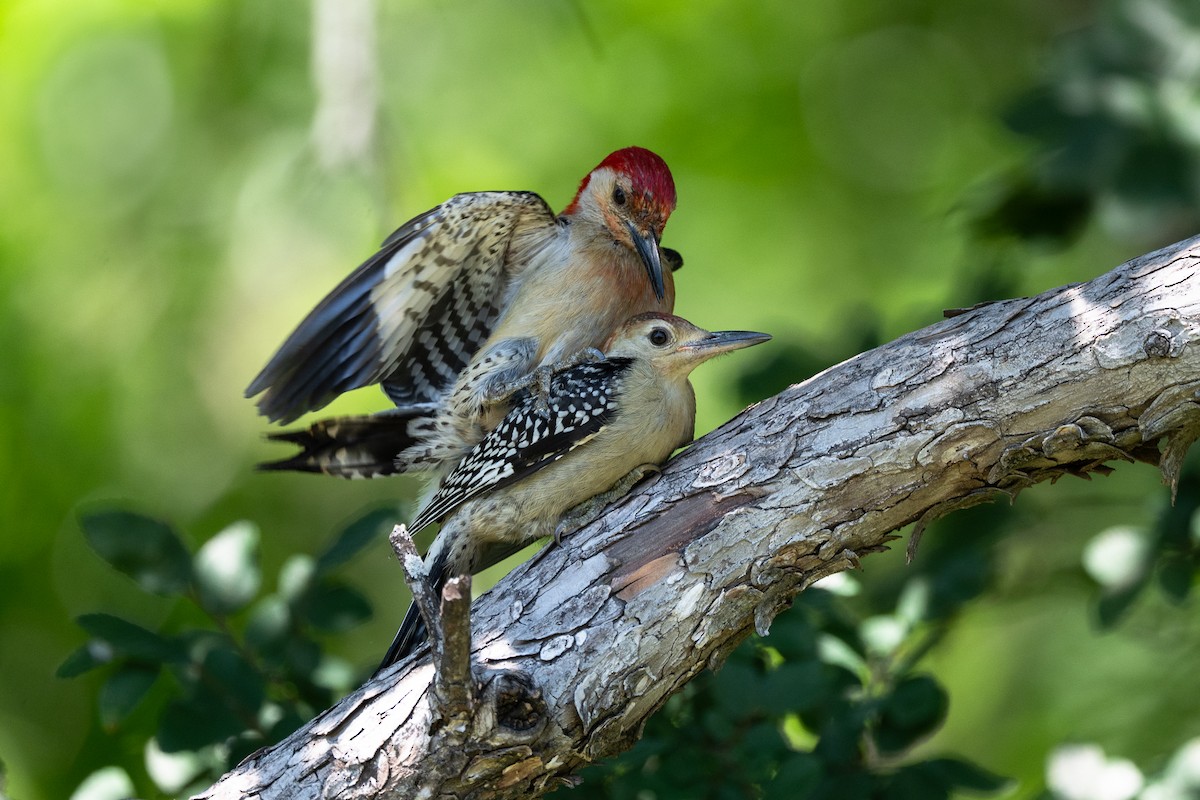 Red-bellied Woodpecker - ML636789406