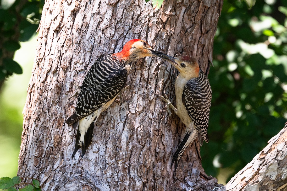 Red-bellied Woodpecker - ML636789407