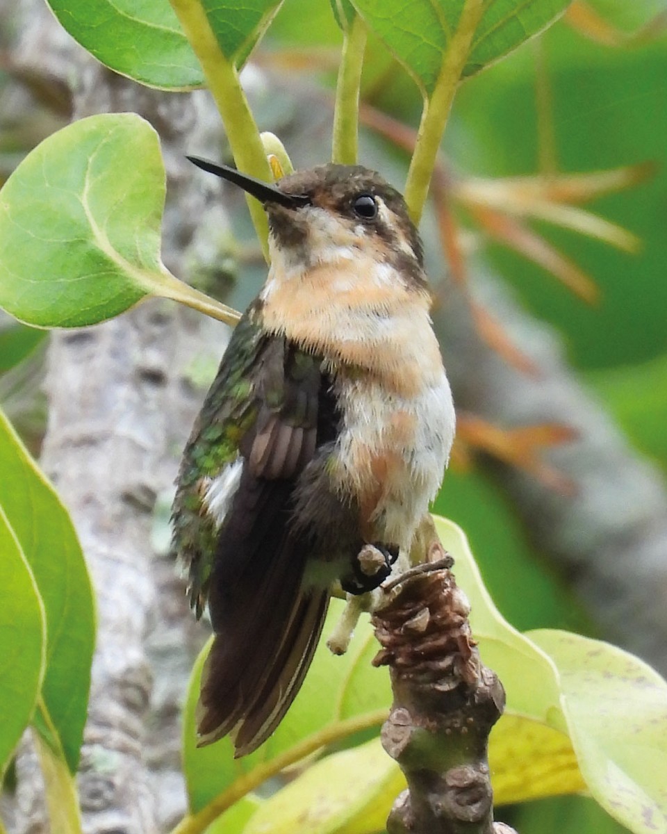 Rufous-shafted Woodstar - ML636789452