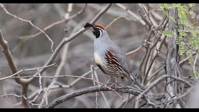 Gambel's Quail - ML636789490