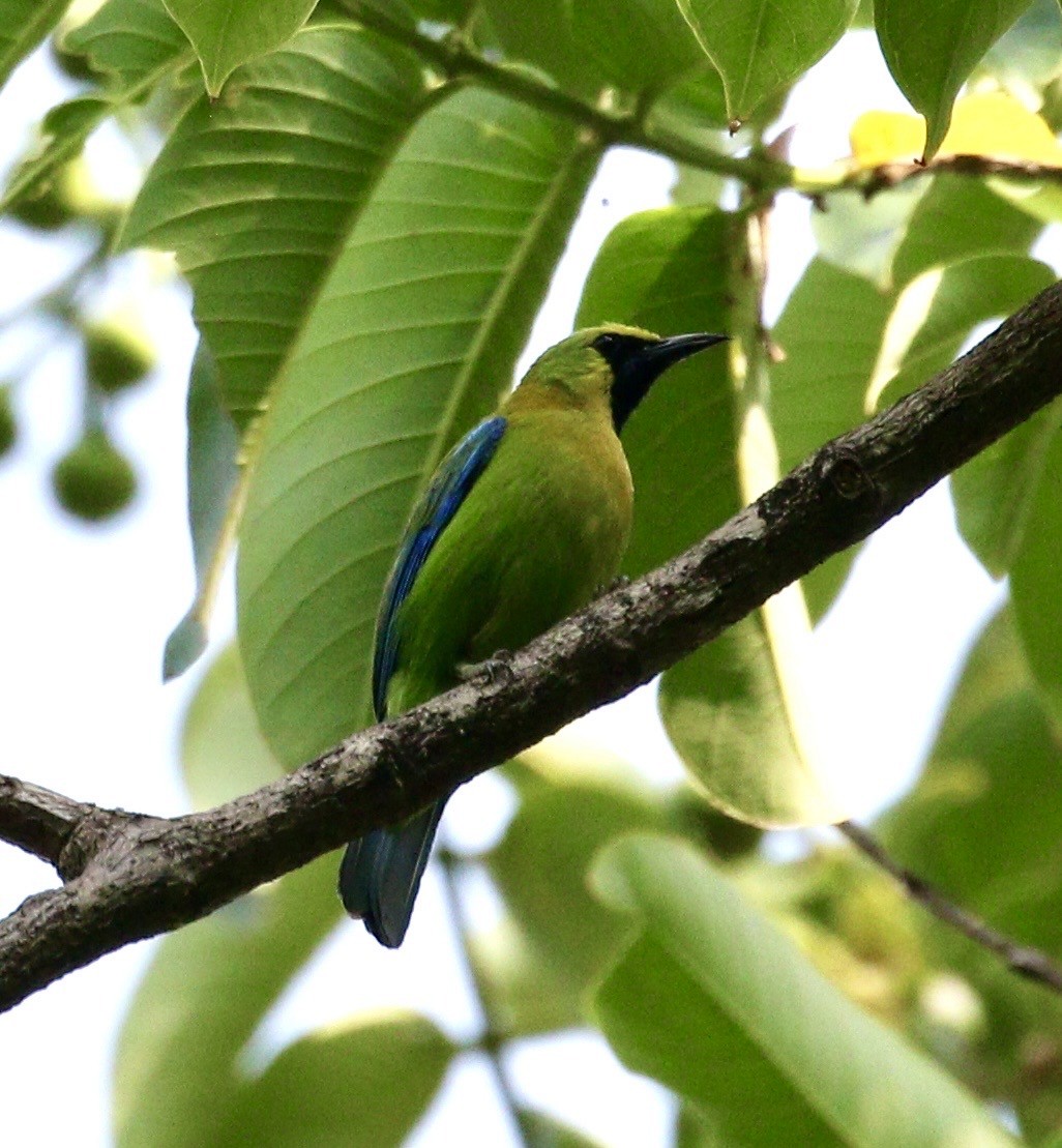 Blue-winged Leafbird - ML636789497