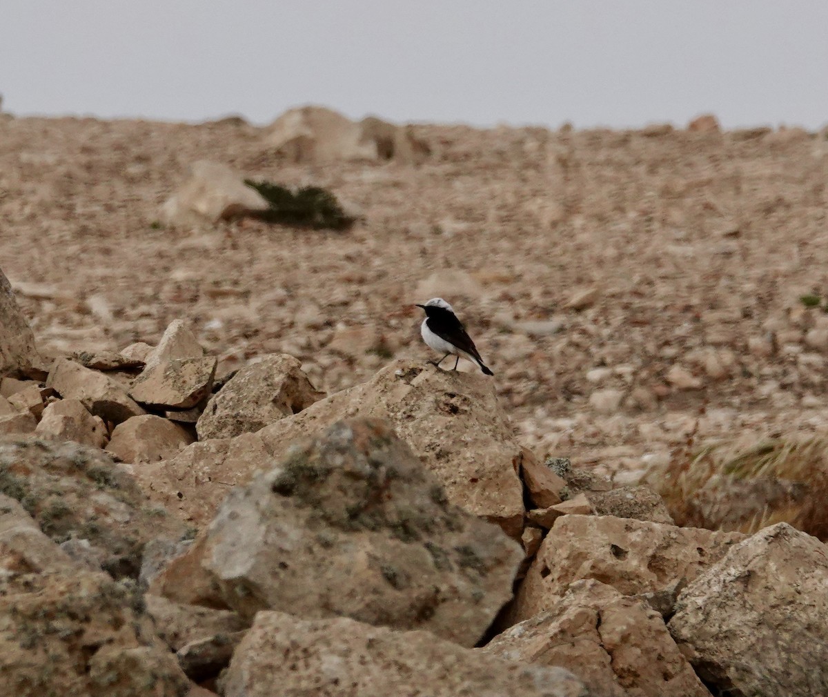 Mourning Wheatear - ML636789501