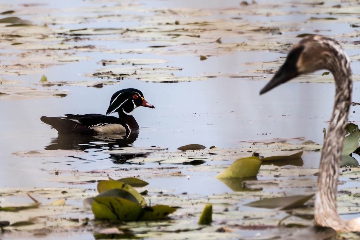 Wood Duck - ML636789520