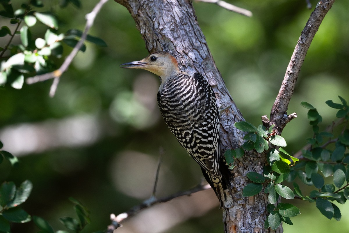Red-bellied Woodpecker - ML636789565