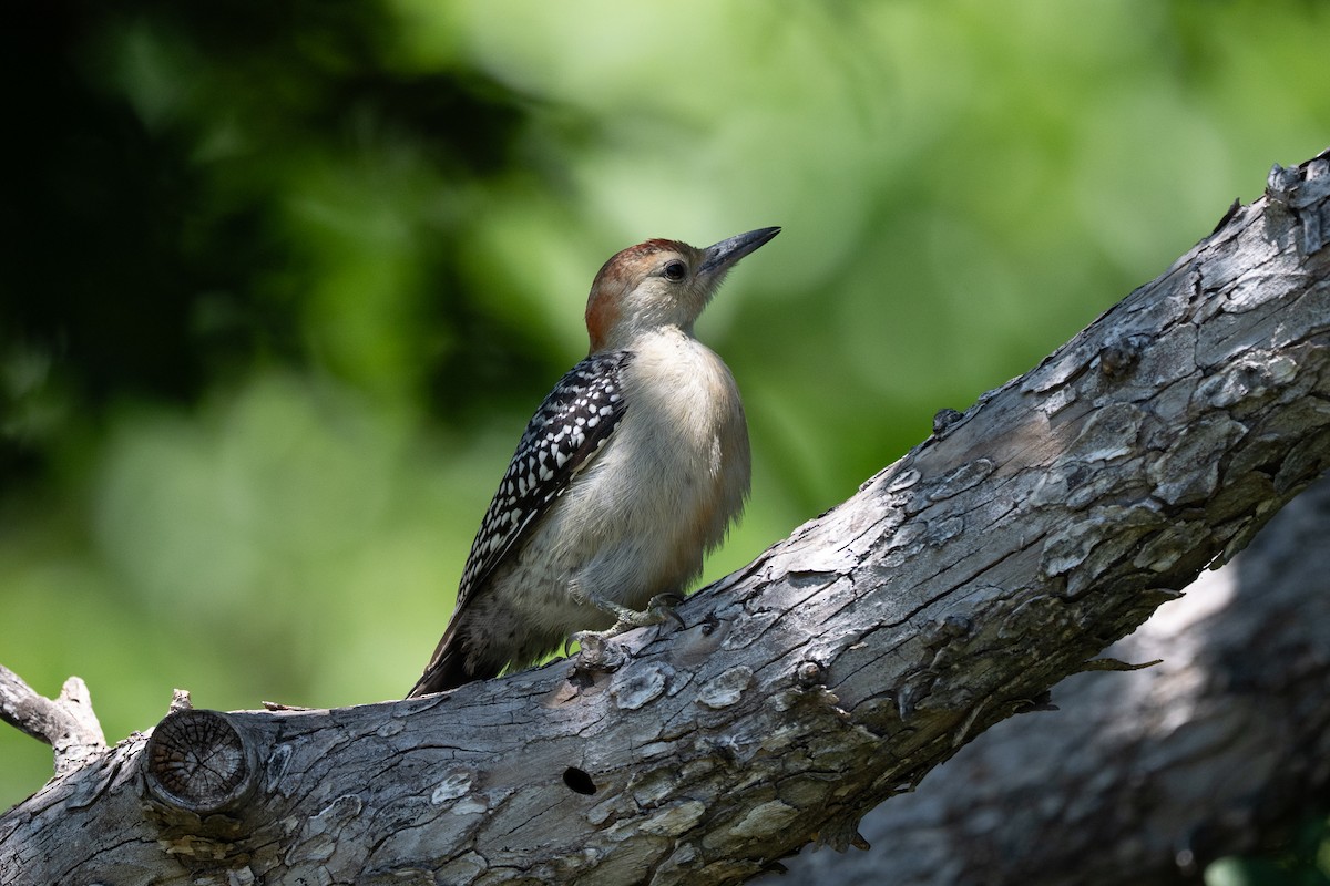 Red-bellied Woodpecker - ML636789566