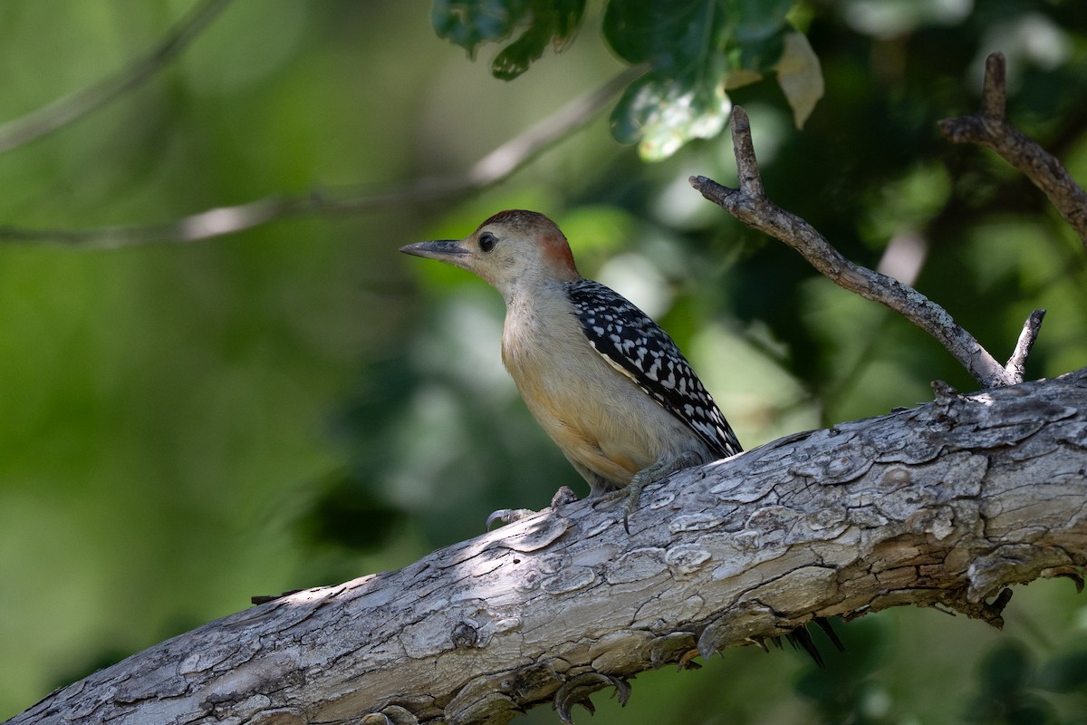 Red-bellied Woodpecker - ML636789567