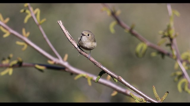 Hutton's Vireo - ML636789633