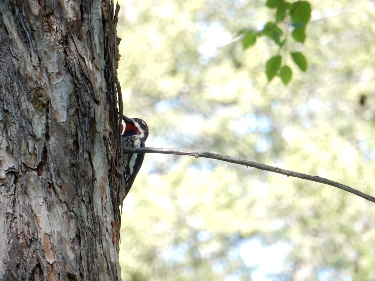 Red-naped Sapsucker - ML636789676