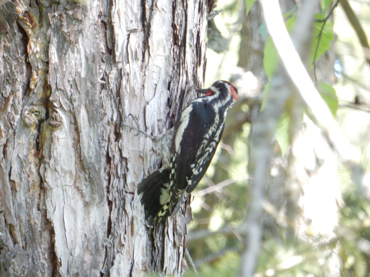 Red-naped Sapsucker - ML636789677