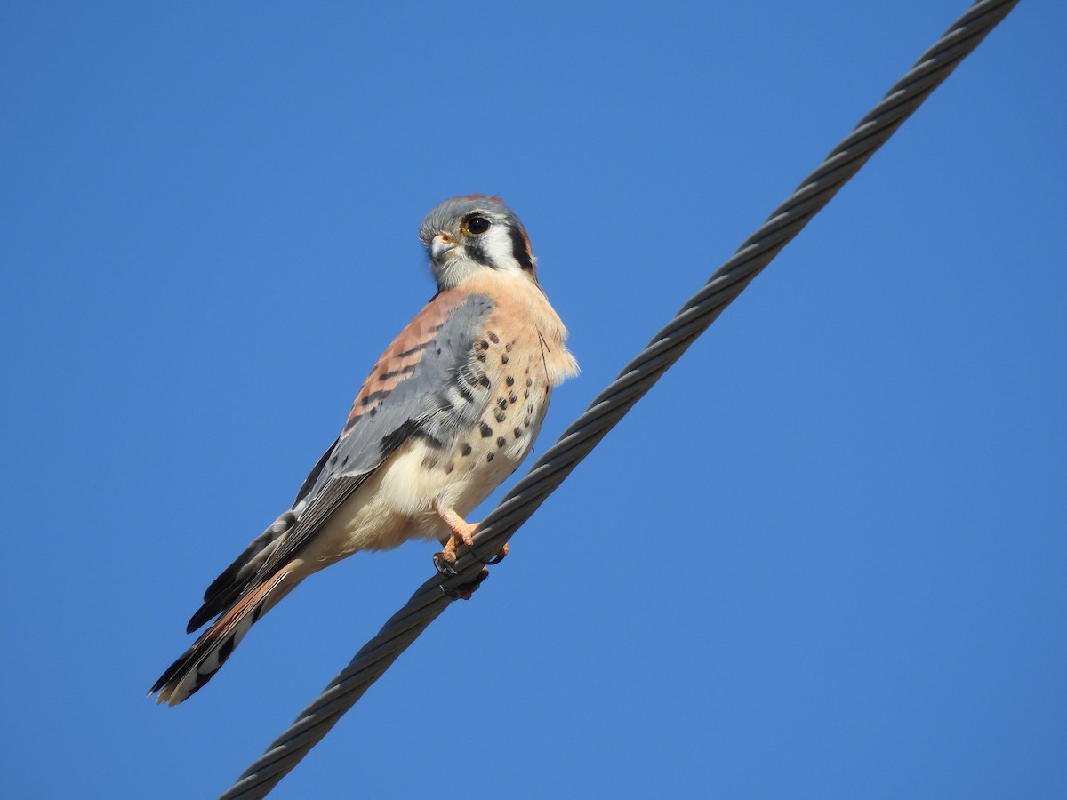 American Kestrel - ML636789704