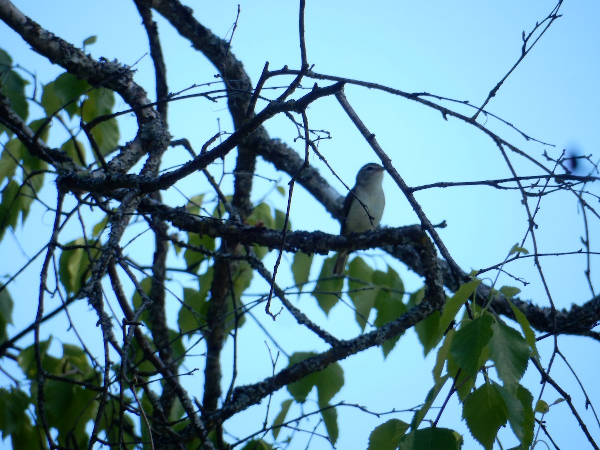 Warbling Vireo - ML636789707