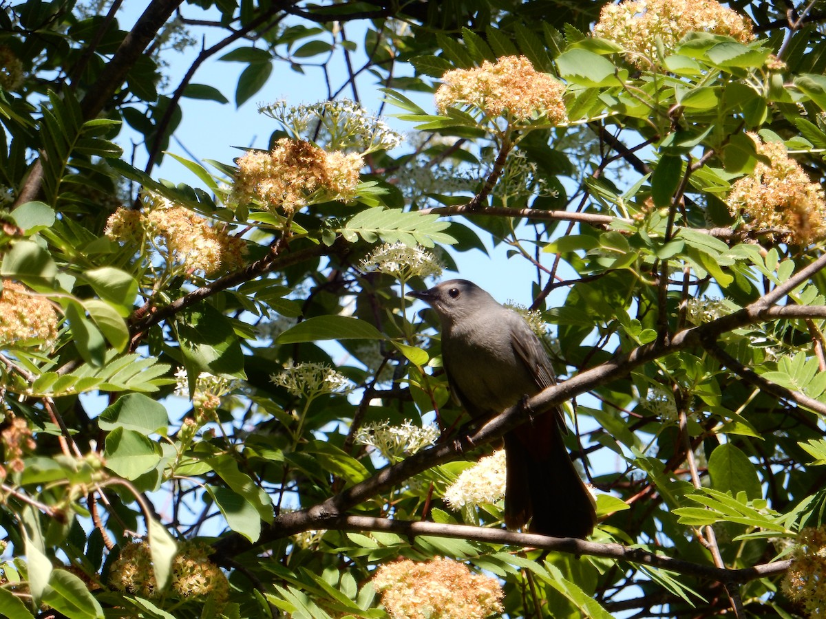 Gray Catbird - ML636789727