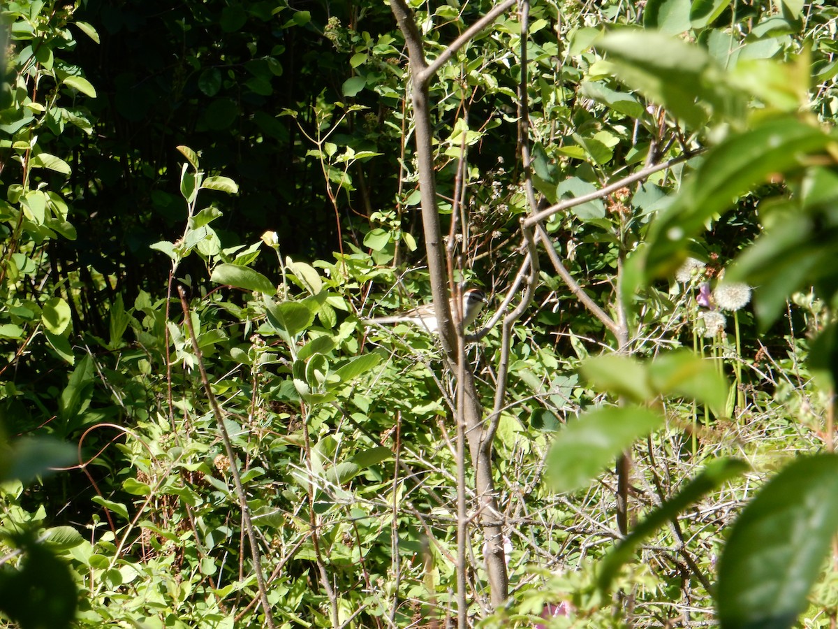 Chipping Sparrow - ML636789745