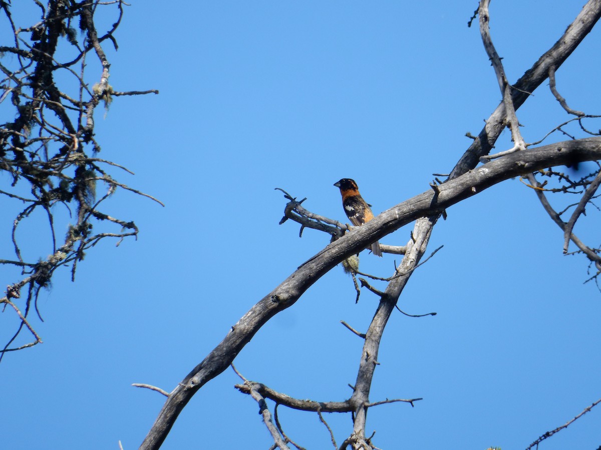 Black-headed Grosbeak - ML636789759