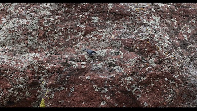 White-breasted Nuthatch (Interior West) - ML636789765