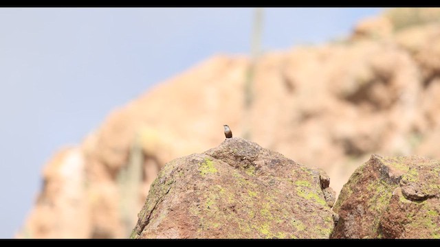 Canyon Wren - ML636789813