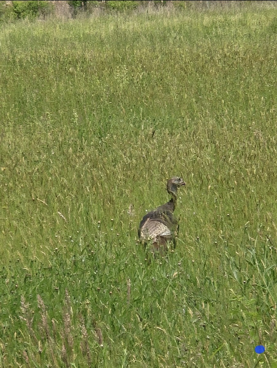 Wild Turkey - ML636789823