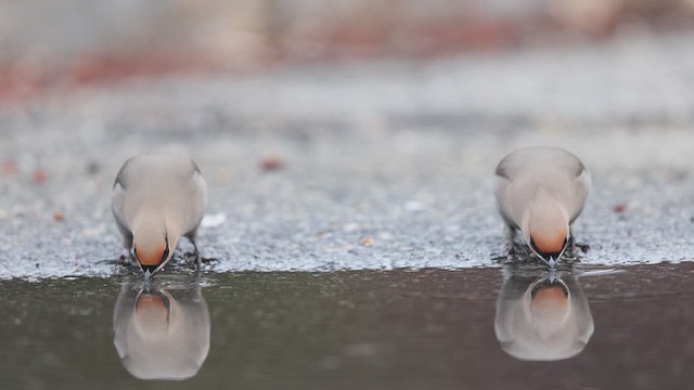 Bohemian Waxwing - ML636789873