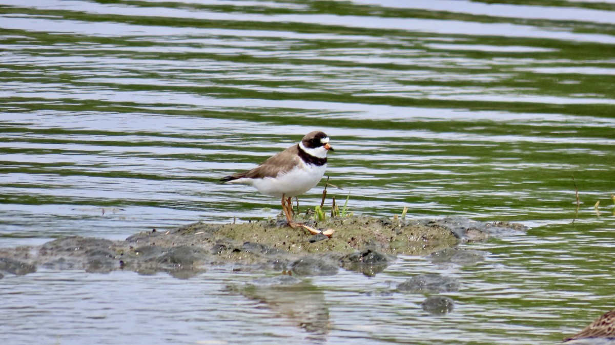 Semipalmated Plover - ML636789875